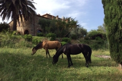 Casa Cavallo's (the house of the horse)  namesakes